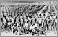 Kanaka labourers on a Queensland pineapple plantation, 1890s.